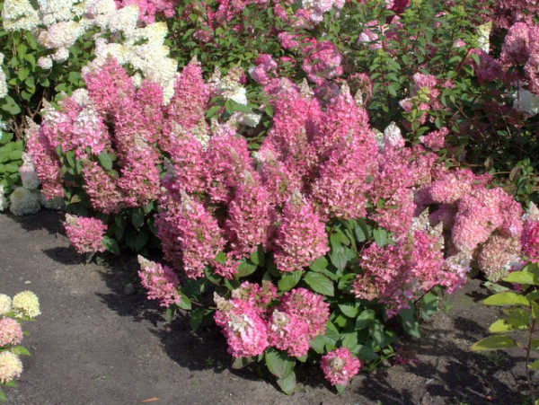 Hydrangea paniculata "Candlelight"